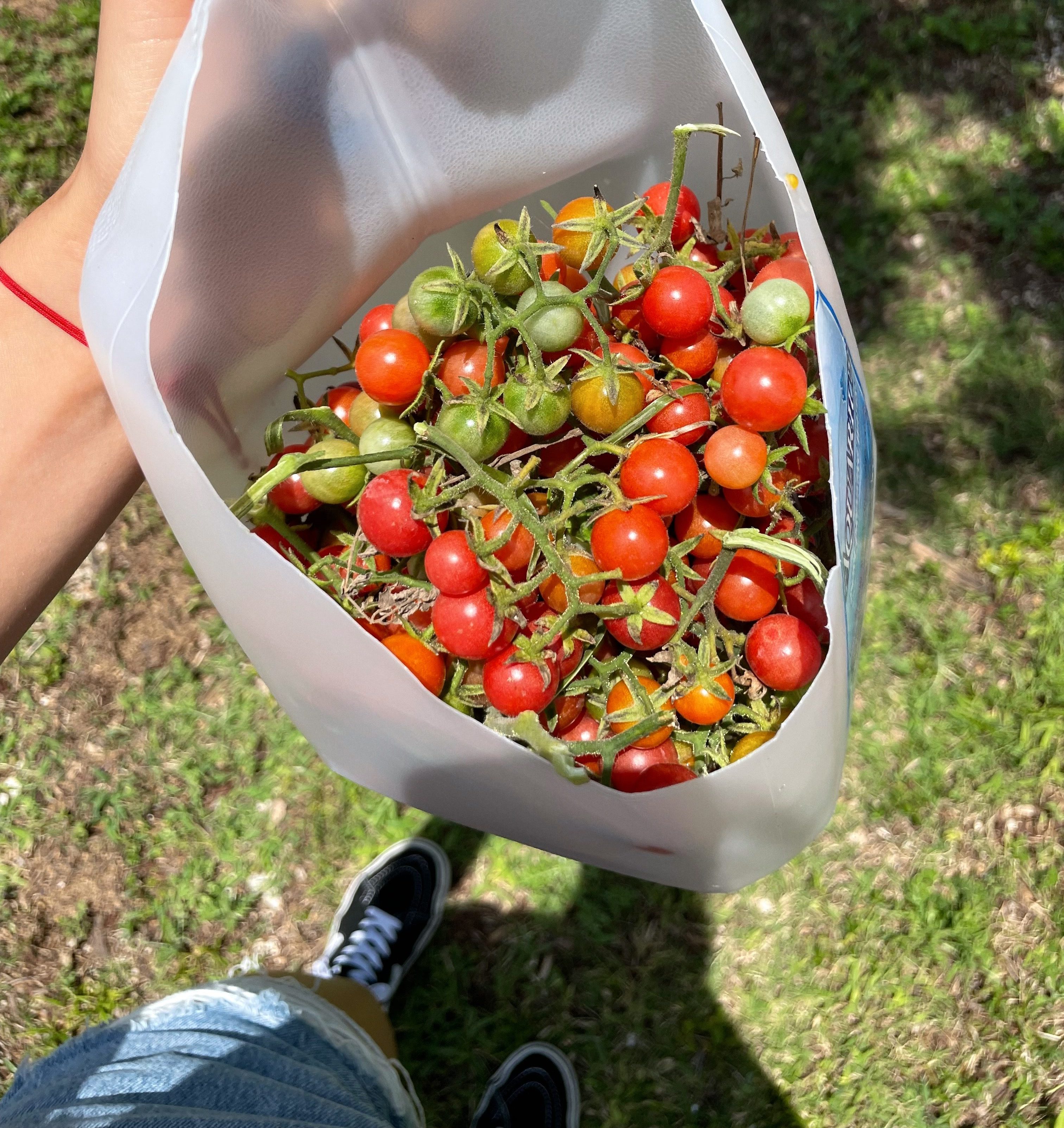 Fruits of the Holy Spirit
