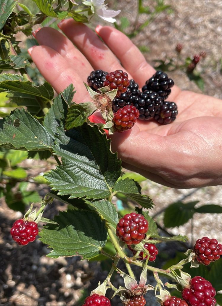 The Fruits of the Holy Spirit