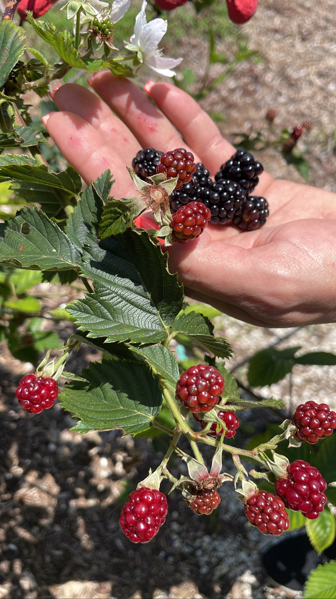 Fruits of the Holy Spirit